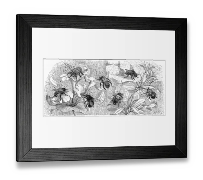 Framed Print : Bees engraving 1884 Framed Print : Bees engraving 1884