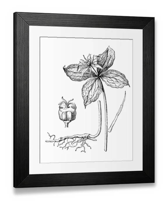 Framed Print : Herb Paris, True Lovers Knot (Paris quadrifolia) Framed Print : Herb Paris, True Lovers Knot (Paris quadrifolia)