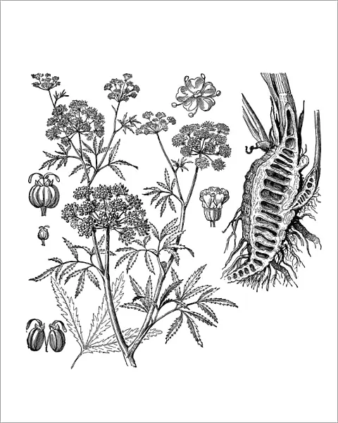 Parsnip, Coriander, Hartwort, Hemlock (Cicuta virosa)