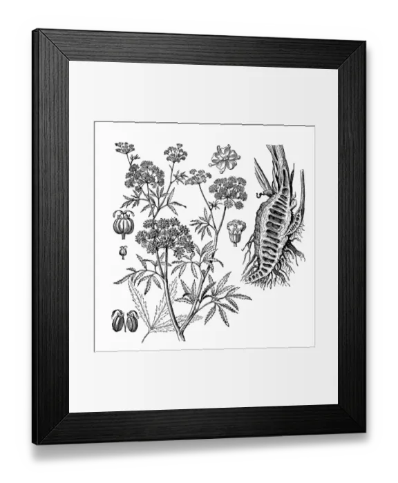Framed Print : Parsnip, Coriander, Hartwort, Hemlock (Cicuta virosa) Framed Print : Parsnip, Coriander, Hartwort, Hemlock (Cicuta virosa)
