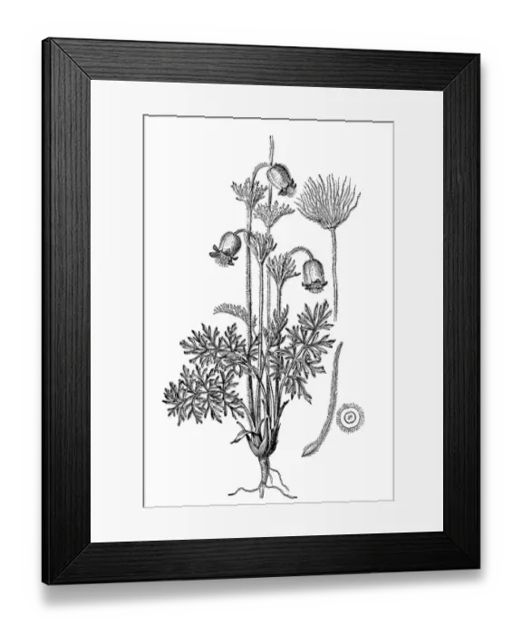 Framed Print : Pulsatilla pratensis (small pasque flower) Framed Print : Pulsatilla pratensis (small pasque flower)