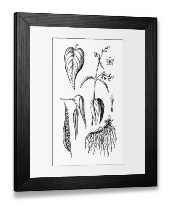 Framed Print : White swallow-wort (Vincetoxicum hirundinaria) Framed Print : White swallow-wort (Vincetoxicum hirundinaria)