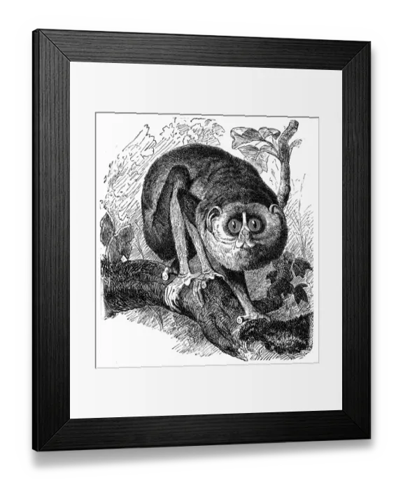 Framed Print : Slender Lorises (Stenops Gracilis) Framed Print : Slender Lorises (Stenops Gracilis)