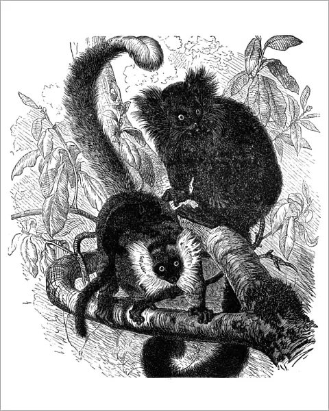 Black lemur (Lemur macaco)