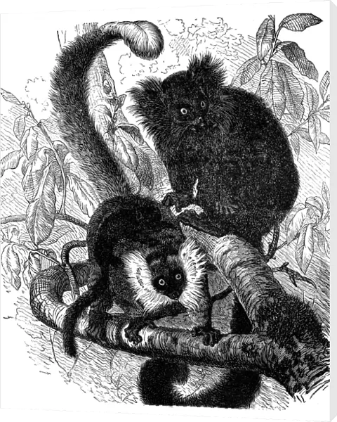 Black lemur (Lemur macaco)