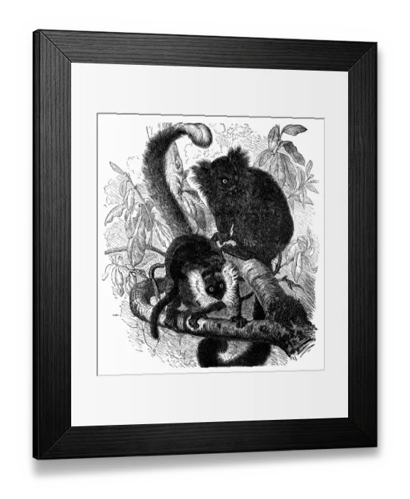 Framed Print : Black lemur (Lemur macaco) Framed Print : Black lemur (Lemur macaco)