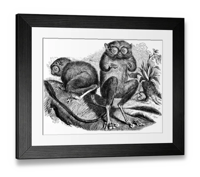 Framed Print : Spectral tarsier (Tarsius tarsier) Framed Print : Spectral tarsier (Tarsius tarsier)