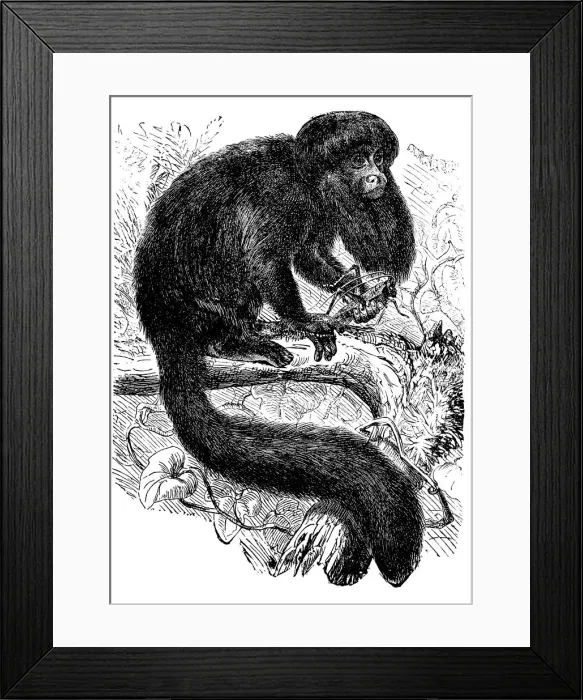 Framed Print : The black bearded saki (Chiropotes satanas)