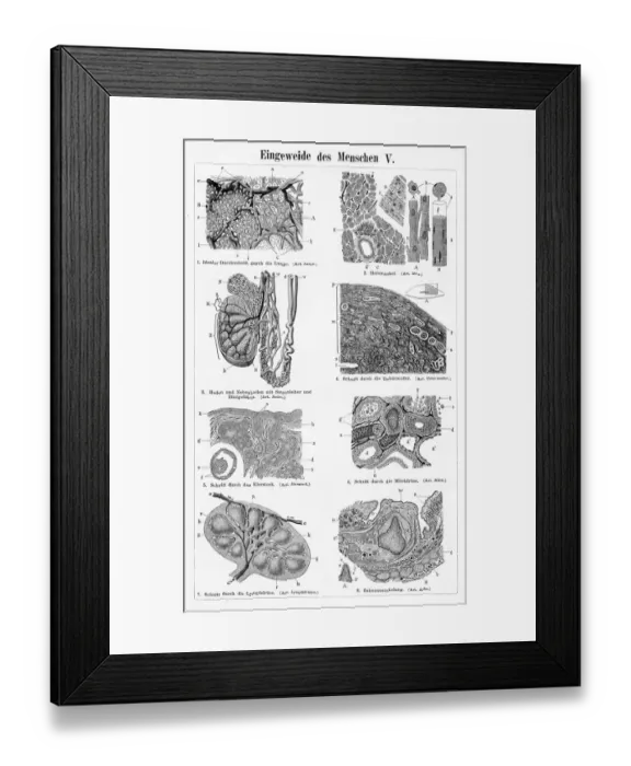 Framed Print : Human intestine liver engraving 1895 Framed Print : Human intestine liver engraving 1895