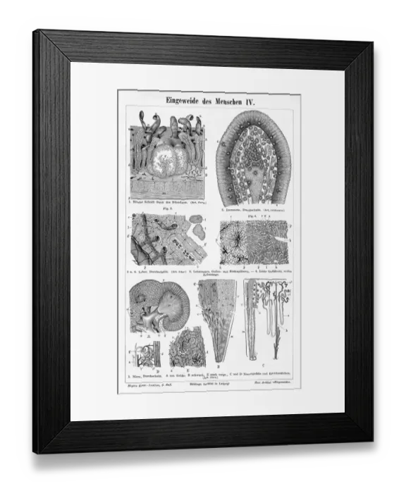 Framed Print : Human intestine liver engraving 1895 Framed Print : Human intestine liver engraving 1895