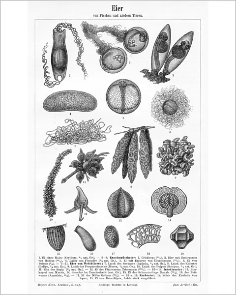 Eggs of fish and lower animals engraving 1895