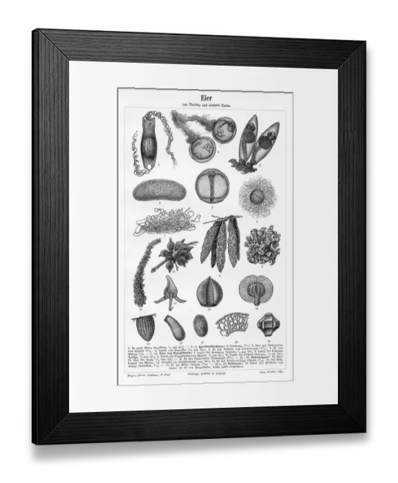 Framed Print : Eggs of fish and lower animals engraving 1895 Framed Print : Eggs of fish and lower animals engraving 1895
