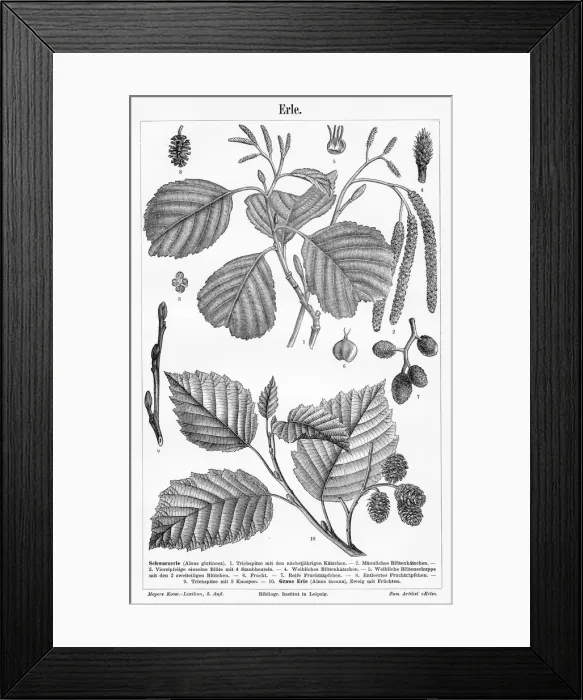 Framed Print : Alder tree leaf and fruit engraving 1895 Framed Print : Alder tree leaf and fruit engraving 1895