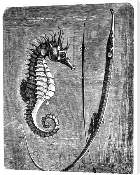 Greater pipefish and short-snouted seahorse