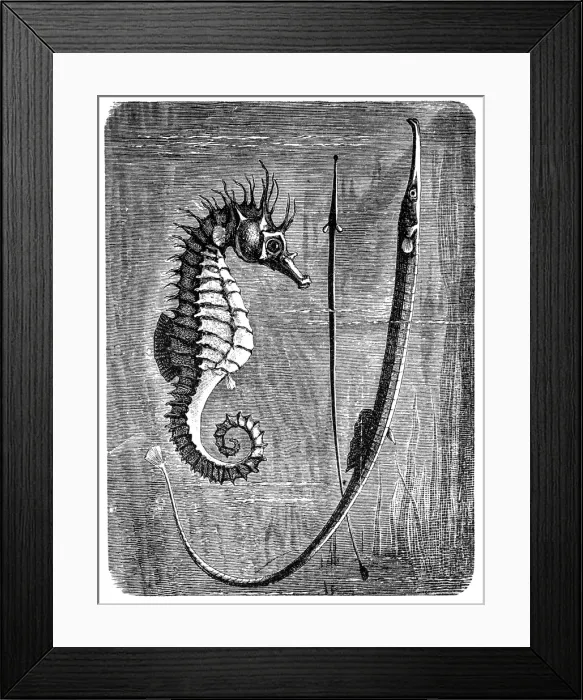 Framed Print : Greater pipefish and short-snouted seahorse