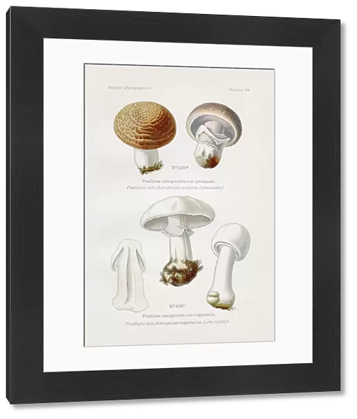 Agaricus Mushroom 1891