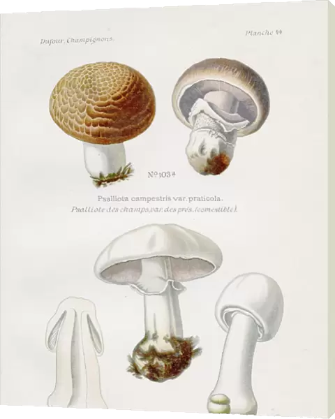 Agaricus Mushroom 1891