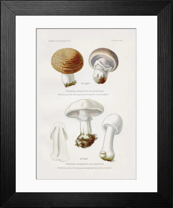 Framed Print : Agaricus Mushroom 1891 Framed Print : Agaricus Mushroom 1891