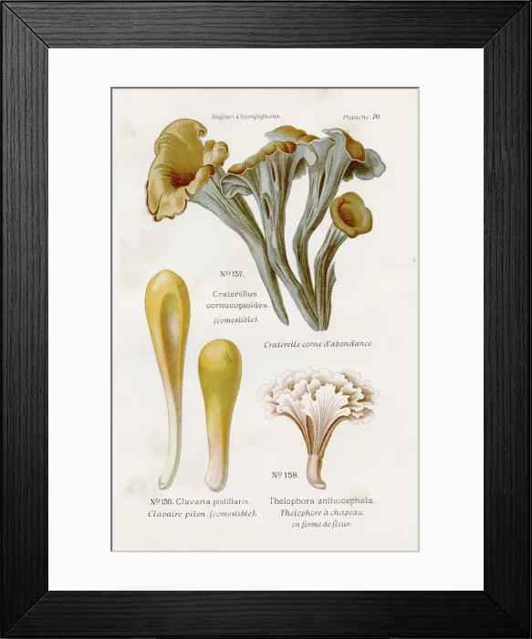 Framed Print : Black chanterelle mushrooms 1891 Framed Print : Black chanterelle mushrooms 1891