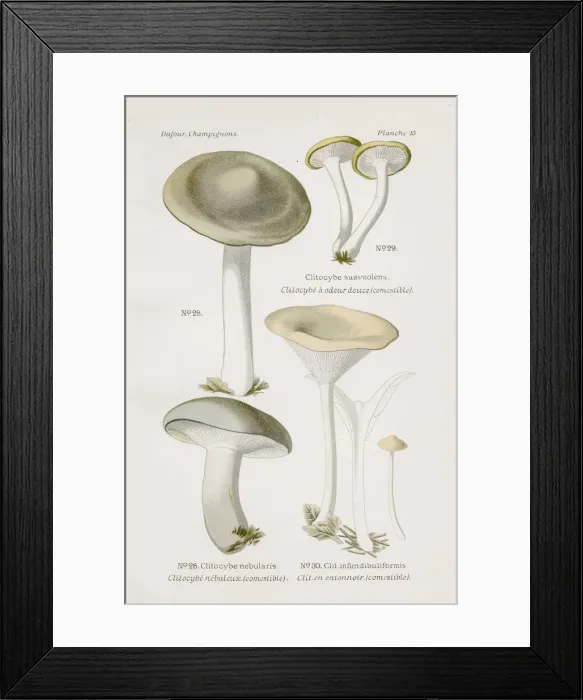 Framed Print : Clitocybe mushroom 1891 Framed Print : Clitocybe mushroom 1891