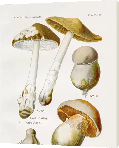 Cortinarius mushroom 1891