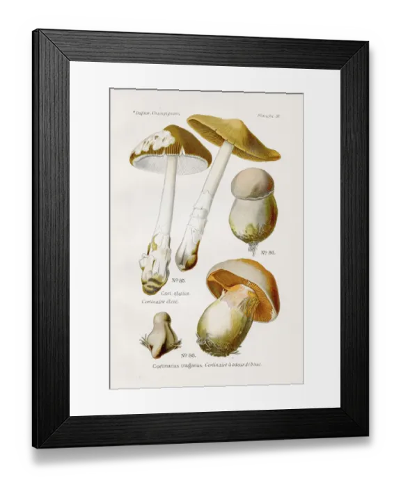 Framed Print : Cortinarius mushroom 1891 Framed Print : Cortinarius mushroom 1891