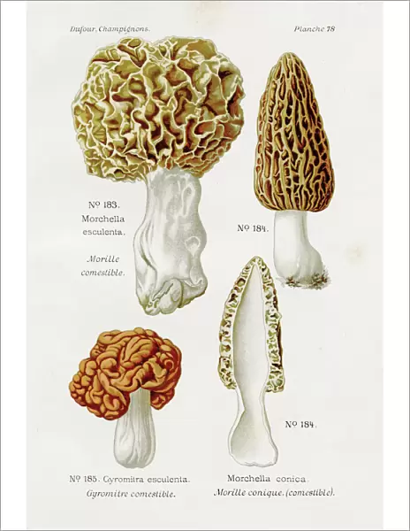 Morel mushroom 1891
