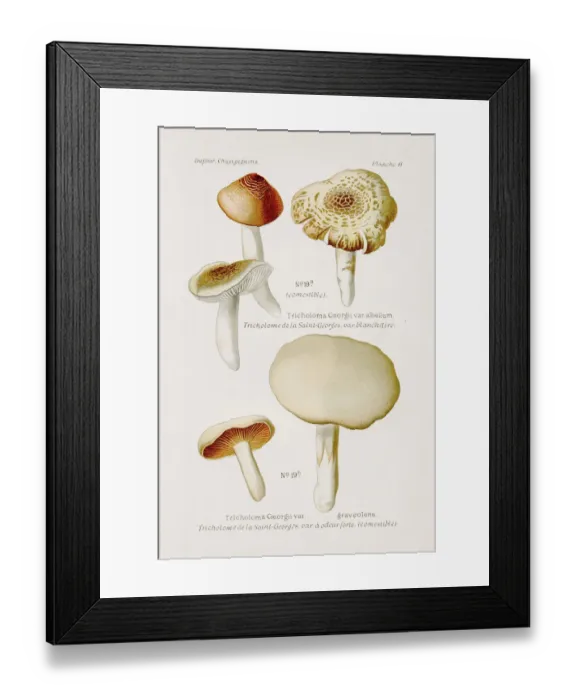 Framed Print : Tricholoma mushroom 1891 Framed Print : Tricholoma mushroom 1891