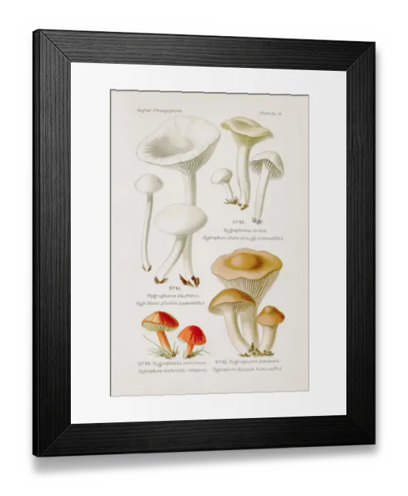Framed Print : Waxy Caps mushroom 1891 Framed Print : Waxy Caps mushroom 1891