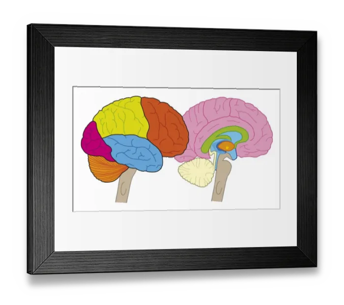 Framed Print : Digital illustration of human brain showing lobes and cross section Framed Print : Digital illustration of human brain showing lobes and cross section
