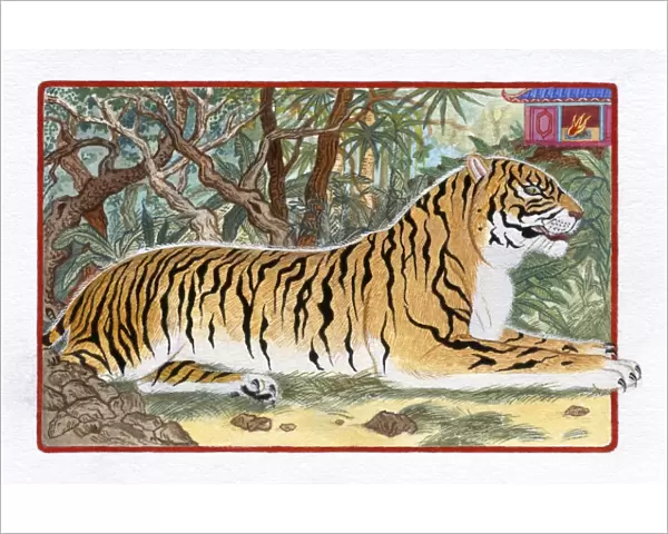 Illustration of Tiger in the Forest, representing Chinese Year Of The Tiger