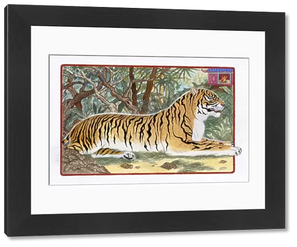 Illustration of Tiger in the Forest, representing Chinese Year Of The Tiger