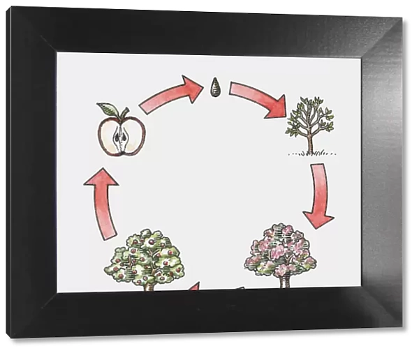 Sequence of illustration showing life cycle of apple tree