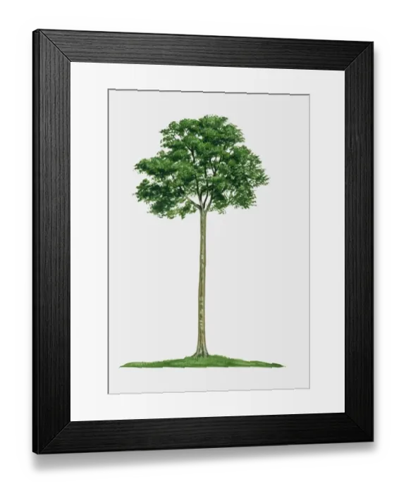 Framed Print : Illustration of Hymenaea courbaril (West Indian Locust), a tall hardwood tree Framed Print : Illustration of Hymenaea courbaril (West Indian Locust), a tall hardwood tree