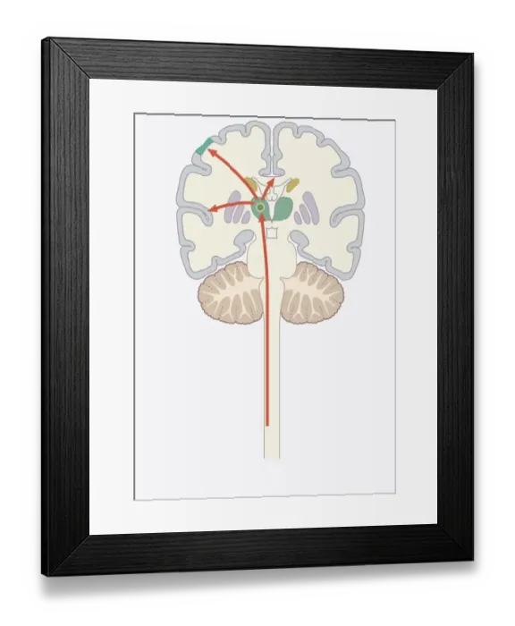 Framed Print : Digital illustration of pain signal to area of somatosensory cortex in human brain via spine Framed Print : Digital illustration of pain signal to area of somatosensory cortex in human brain via spine