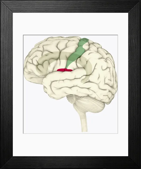 Framed Print : Digital illustration of human brain highlighting cingulate cortex, insular cortex in red, and somatosensory cortex in green Framed Print : Digital illustration of human brain highlighting cingulate cortex, insular cortex in red, and somatosensory cortex in green