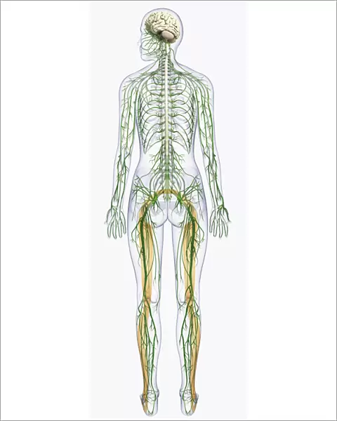 Digital illustration of human nervous system connected to spinal cord and brain