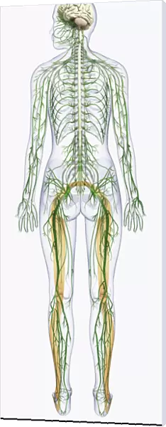 Digital illustration of human nervous system connected to spinal cord and brain