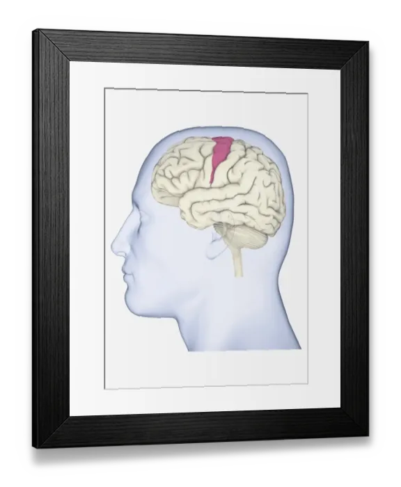Framed Print : Digital illustration of head in profile showing brain with somatosensory cortex highlighted in pink Framed Print : Digital illustration of head in profile showing brain with somatosensory cortex highlighted in pink
