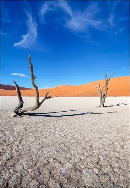 Old Trees. Dead Vlei, Namib Naukluft Park, Namibia, 690364794