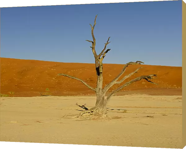 Classic DeadVlei tree surrounded by orange dunes