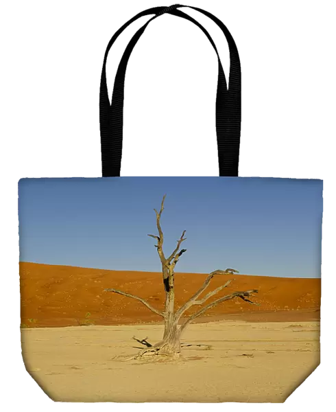 Classic DeadVlei tree surrounded by orange dunes