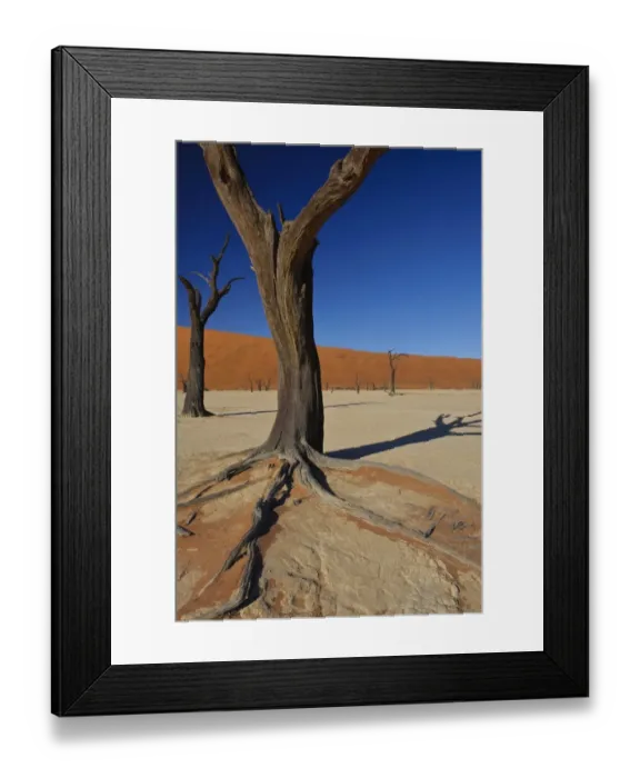Framed Print : Close up of one of the iconic dead trees in Deadvlei, Namibia Framed Print : Close up of one of the iconic dead trees in Deadvlei, Namibia
