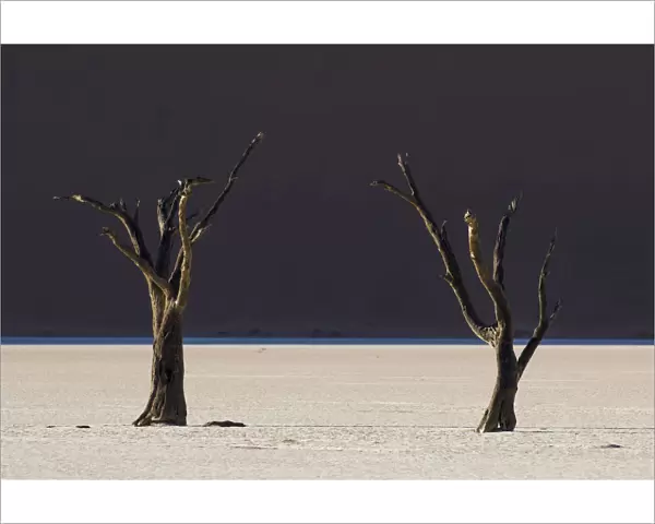 Dead trees in the area known as the Deadvlei which is deep within the confines of Sossusvlei