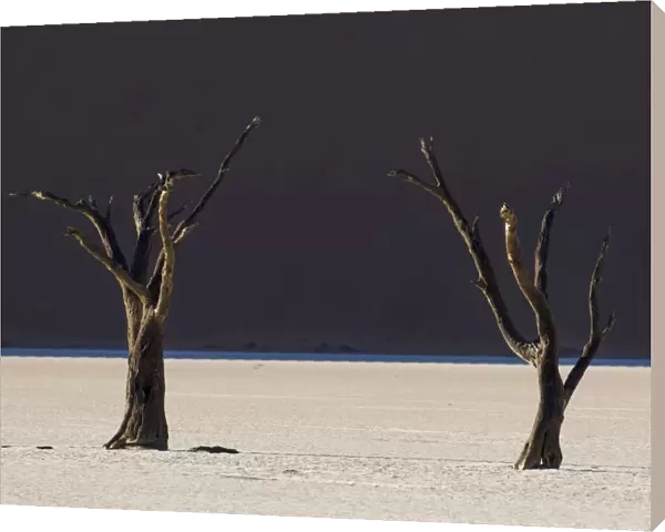 Dead trees in the area known as the Deadvlei which is deep within the confines of Sossusvlei