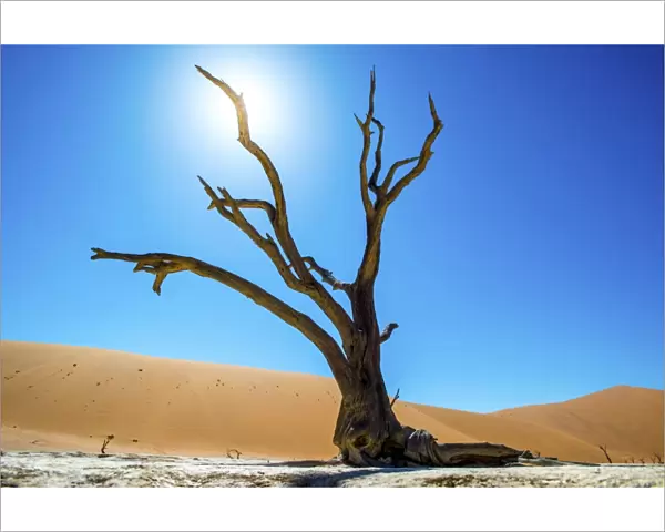 Deadvlei pan and dunes, estimated 900 year old dead camel thorn trees (Acacia erioloba) in the dry clay pan are surrounded by the wolds largest sand dunes, Namib-Naukluft National Park, near Sossusvlei