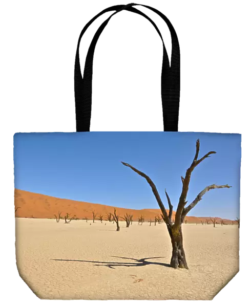 Deadvlei. Petrified acacia trees in Deadvlei, Namibia