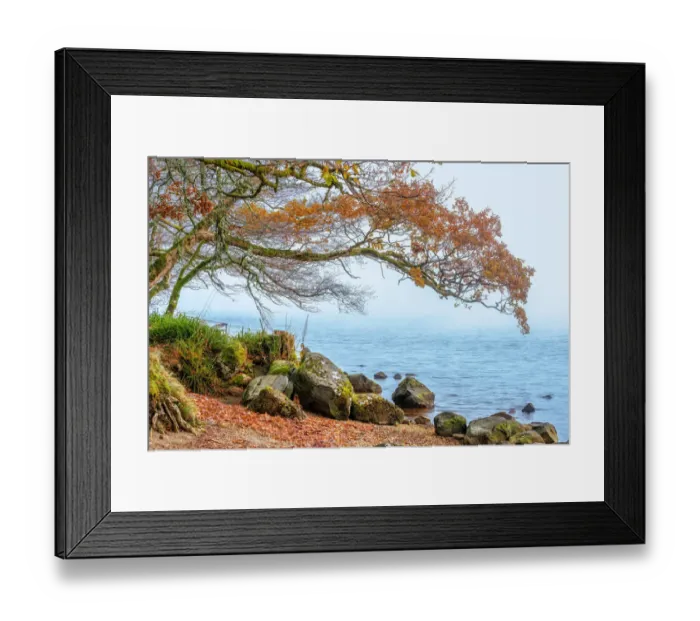 Framed Print : Fall Trees Along Loch Oich near Invergarry Scotland Framed Print : Fall Trees Along Loch Oich near Invergarry Scotland