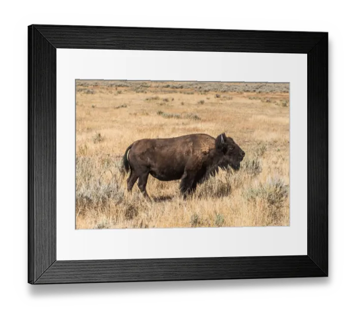 Framed Print : Buffalo - American Bison Yellowstone - Grand Teton National Park Framed Print : Buffalo - American Bison Yellowstone - Grand Teton National Park