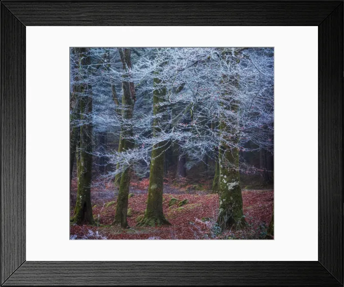 Framed Print : Scottish forest Framed Print : Scottish forest